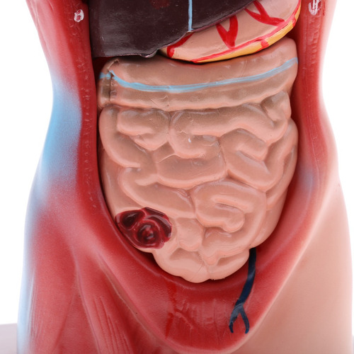 28cm Torso Humano Vísceras Esqueleto Cuerpo Corazón