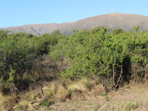Imagen 1 de 14 de Venta De Lote En Cortaderas Desmalezados