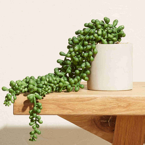4 Suculentas Plantas Artificiais Pendente Em Silicone Verde