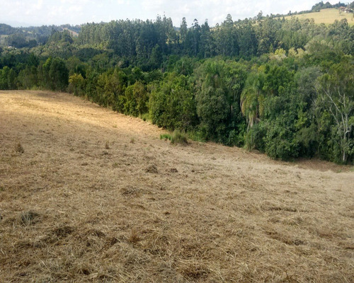 Chácara 5.000 M² - Lomba Grande - Novo Hamburgo - Rs - 1441 - 32419962