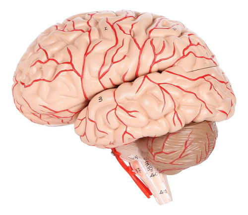 Cerebro Con Arterias Desarmable Deluxe - Modelo Anatómico
