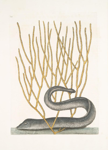 Póster De Muræna Maculata Nigra 24 X 36 Pulgadas