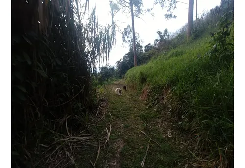 Se Vende Finca En Salento - Quindío