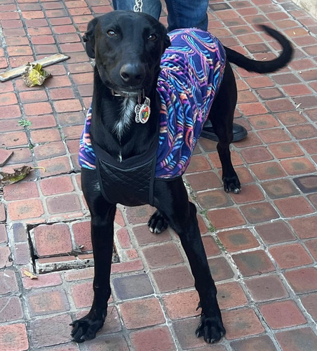 Galgo Cachorrón, Super Alto, Bello Y Esbelto, Adopción.