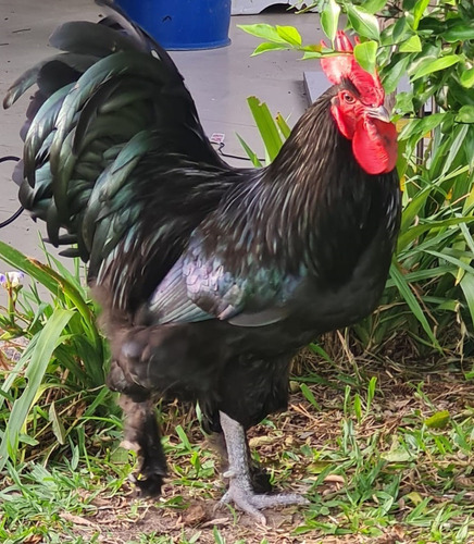 Croad Langshan Importados 12 Ovos Ferteis Cemani Brasil