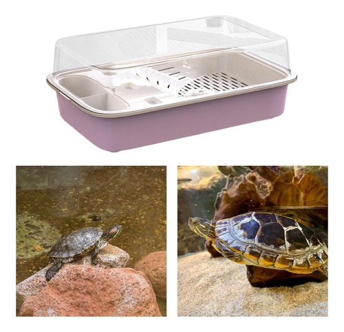 Tanque De Tortuga Acuario Recinto De Tortuga Violeta