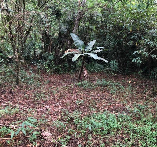 Imagem 3 de 12 de Terreno No Jardim Coronel Em Itanhaém, Com 465 M² De Área Total