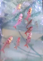 Comprar Peces Pristella Roja. 2 Cm.