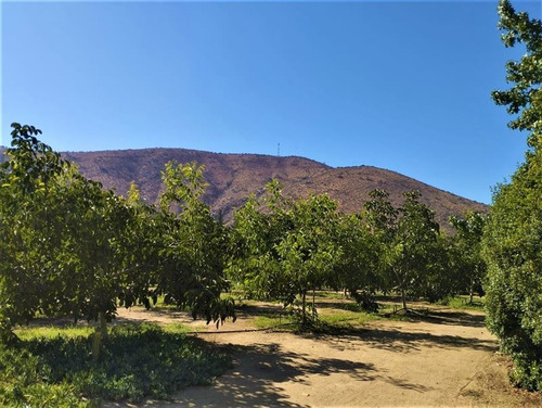 Imagen 2 de 21 de Agrícola En Venta En Curacaví Con Producción De 73 Nogales