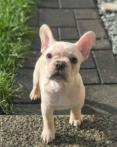 Bulldog Francés Manto Fawn Crema Disponible