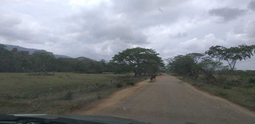 Imagen 16 de 17 de Finca En La Colonia En Yaracal Edo. Falcon