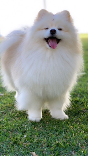 Pomerania 30 Beige