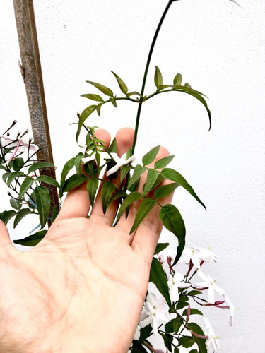Imagen 3 de 5 de Jazmin Polyanthum Planta Enredadera Trepadora Chino Perfume