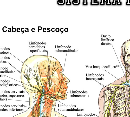 Imagem 8 de 8 de 3 Posters Anatomia 60cmx80cm Muscular Esquelético Linfático
