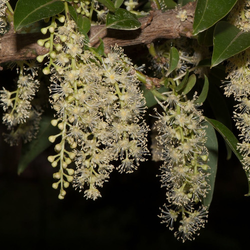 Ombú - Phytolacca Dioica - 7l