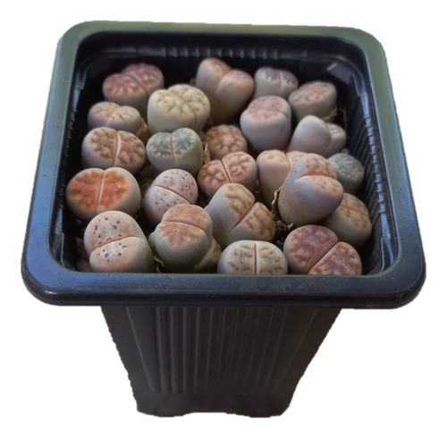 5 Lithops Mixtos Aleatorios (cactus Piedra/suculentas)