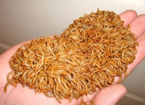 Imagem 6 de 7 de 2.000 Larvas De Tenébrio Molitor/comum Vivas