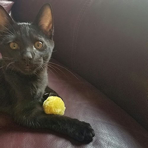 Moda De Conversacion Gato Juguetes Peludos Sonajero Pelota