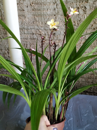 3 Orquídea Spathoglottis Amarela Kimballiana | Parcelamento sem juros