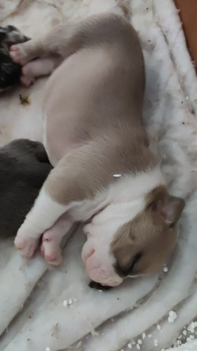 Pit Bull American Bully
