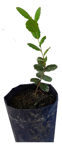 Plantin De Alcornoque  Para Bonsai (opcion Jacaranda)