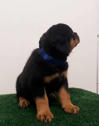 Filhotes De Rottweiler - Filho De Importados