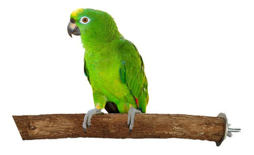 Percha Palo Madera Aves Juguete Pajaros Loros Guacamayos L Color Verde