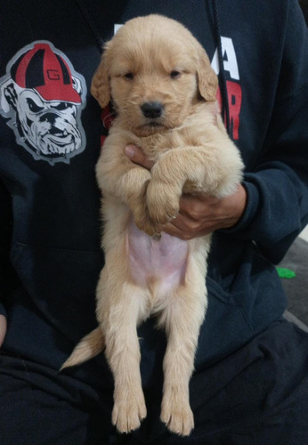 Cachorros Golden Retriever 