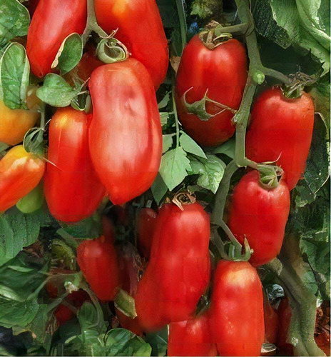 Tomate San Marzano - 0,6g = 200 Sementes Aproximadamente