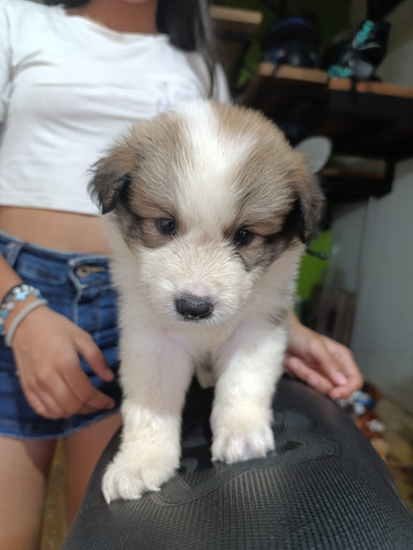Border Collie Blue Merle Y Sable Tradicional