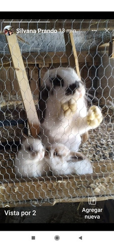 Imagen 1 de 6 de Conejos Holland Lop