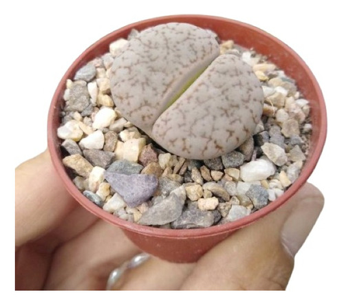 Lithops , 2 Cabezas , Maceta 3 Pulgadas , Piedra Viviente