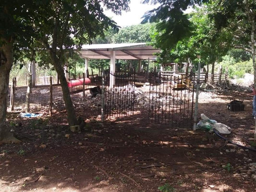 Imagen 3 de 15 de Rancho En Venta En Tunkas Yucatan