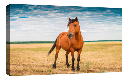 Cuadro Decorativo Canvas Moderno Caballo Fantasia Noche Color Caballos Salvajes 13 Armazón Natural