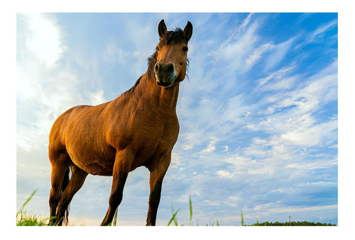 Vinilo 30x45cm Caballo Mirada Cielo Frente Campo