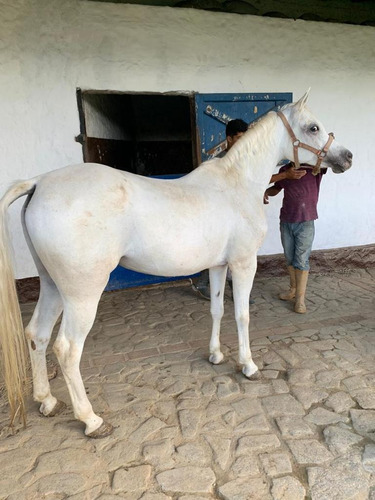 Vendo Hacienda Ecuestre 14.000m2, Incluye 5 Caballos. Tejerías, Edo Aragua.