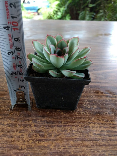 Echeveria Pulidonis 30 Pzas 3 Pulg. Envio Gratis