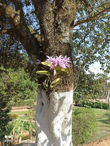 Imagem 9 de 10 de Sítio Dos Sonhos ( Meu Paraíso)