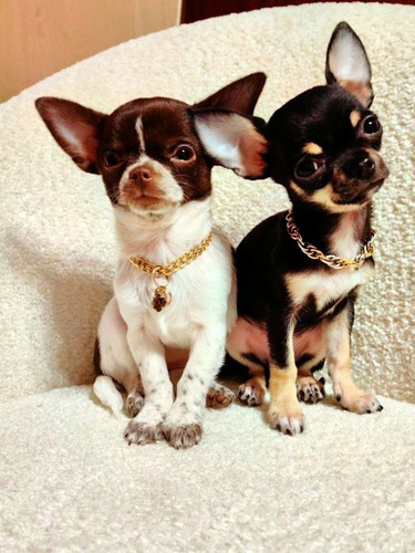 Chihuahua 26 Negro