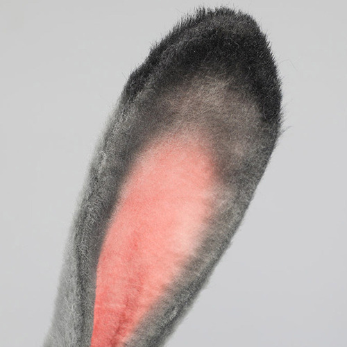 Aro Para El Pelo Con Forma De Oreja De Conejo, Bonito Soport