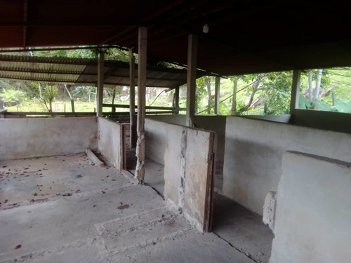 Imagen 6 de 23 de Cf. Se Vende Finca En La Fría, Cerca De La Termoeléctrica