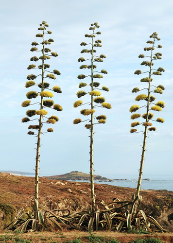 Semilla De Maguey Amarillo 200 Pz Americana