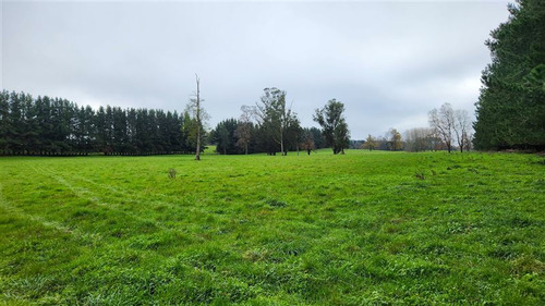Agrícola En Venta En Paillaco