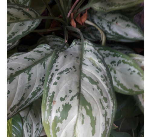 Linda Planta Comigo-ninguém-pode. Tamanho Minimo 80 Cm