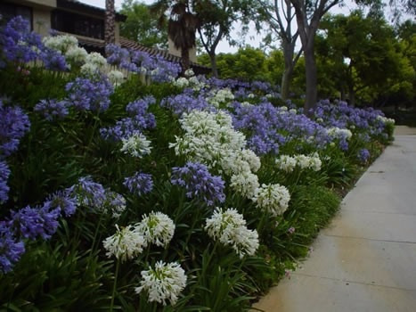 200 Sementes Agapanto Lirio Africano Agapanthus | Frete grátis