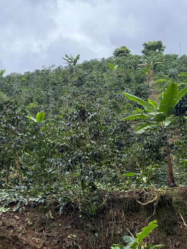 Hermosísima Finca Para Inversión