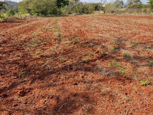 Imagem 11 de 11 de Chácara 4,5 Alqueires Sem Casa,terra Vermelha,ótimo P/plantio De Grama,soja,milho,localização Nobre,fácil Acesso,5 Kms Do Centro De Quadra Sp - Ch00080 - 69505612