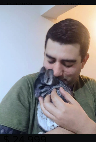 Chinchilla, La Mascota Más Dulce