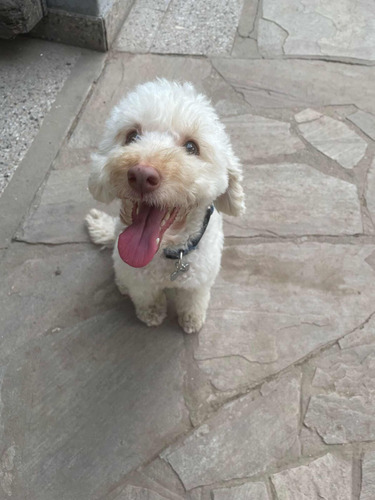 Guarderia Y Pensionado Canino (zona Norte) Espacio Verde