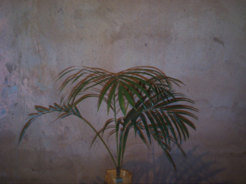 Palma Areca